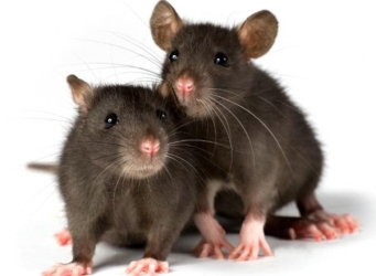 rats-together