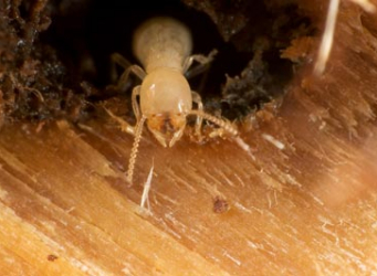 termite-6